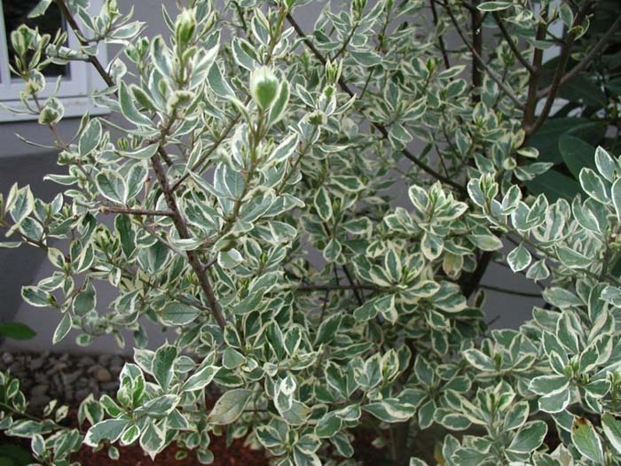 Rhamnus alaternus 'Variegata'