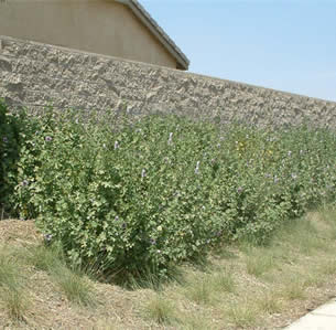 Hedges
