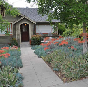 Senecio Garden