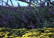 Cleveland Blue Sage
