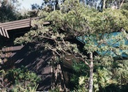 Chinese Fringe Tree